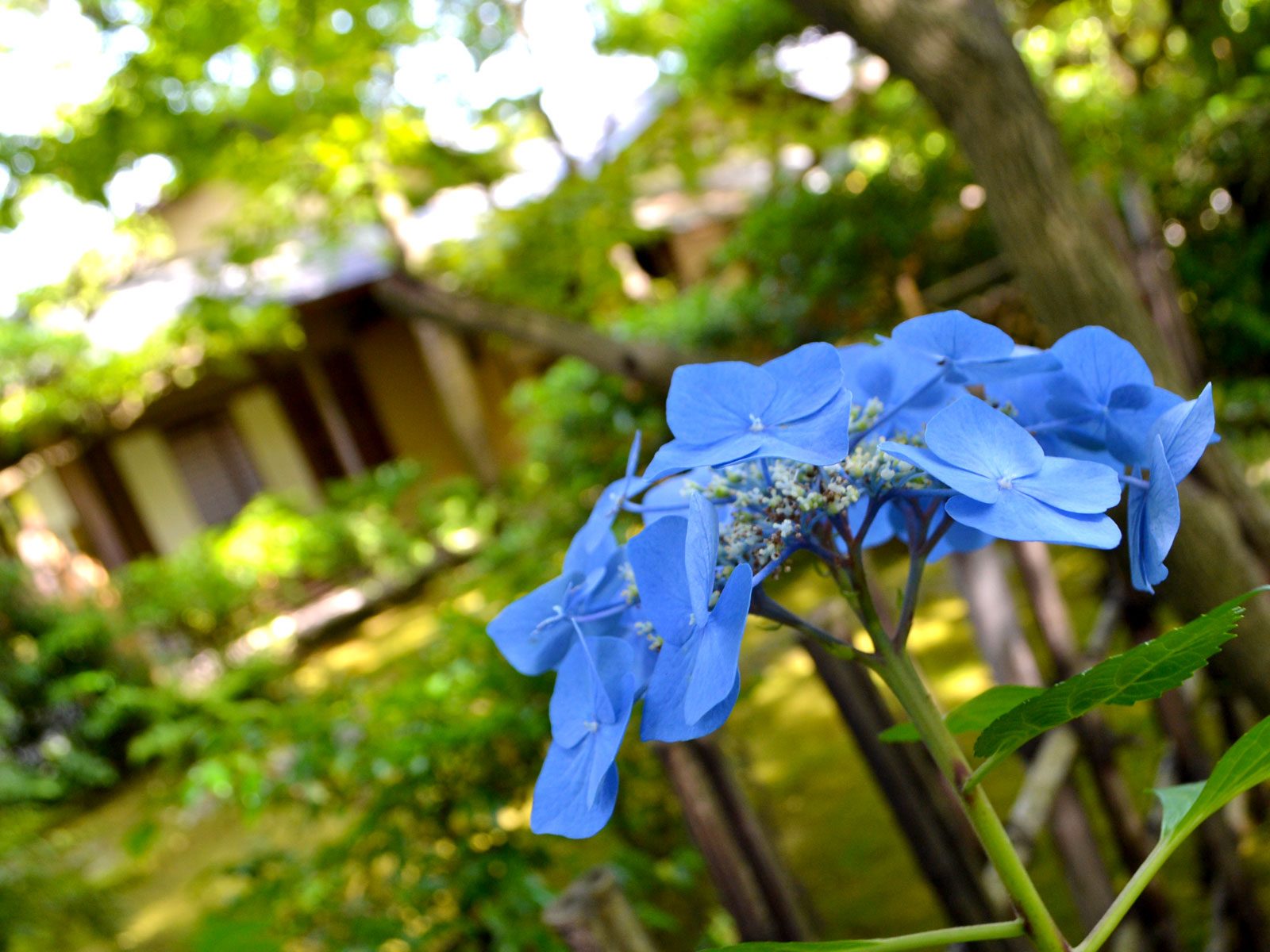 松風園茶室イメージ